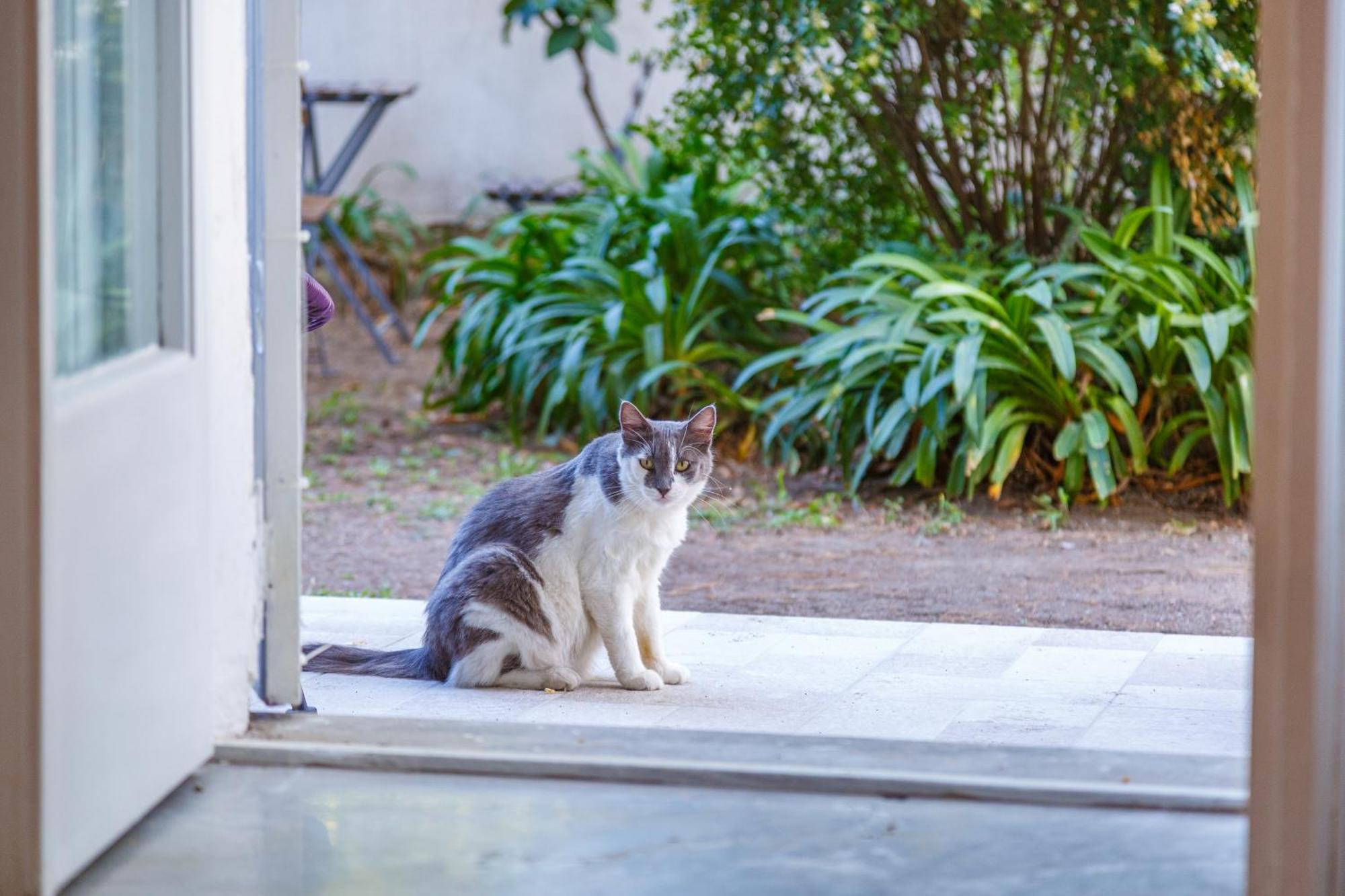 Romantic Place With Pines, Cats, Stunning View And Parking