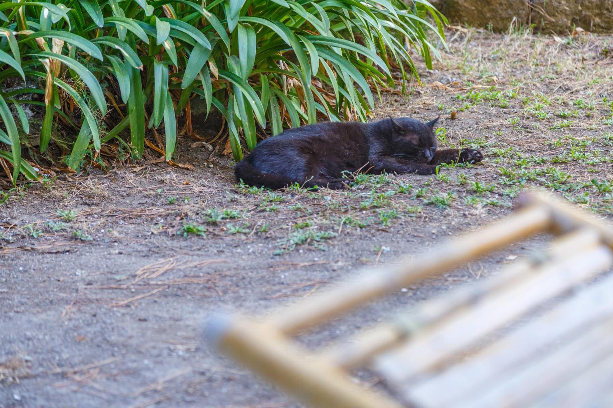 Romantic Place With Pines, Cats, Stunning View And Parking * Naples
